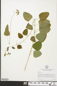 Smilax herbacea image