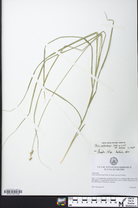 Carex muehlenbergii var. enervis image