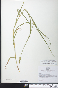 Carex tribuloides var. tribuloides image