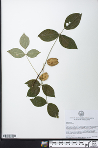 Staphylea trifolia image