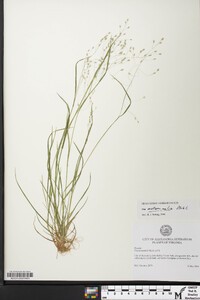 Poa autumnalis image