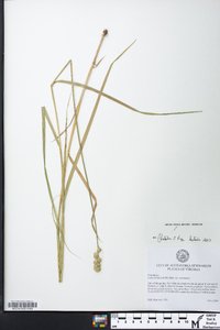 Carex tribuloides var. tribuloides image