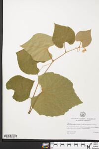 Vitis cinerea var. floridana image