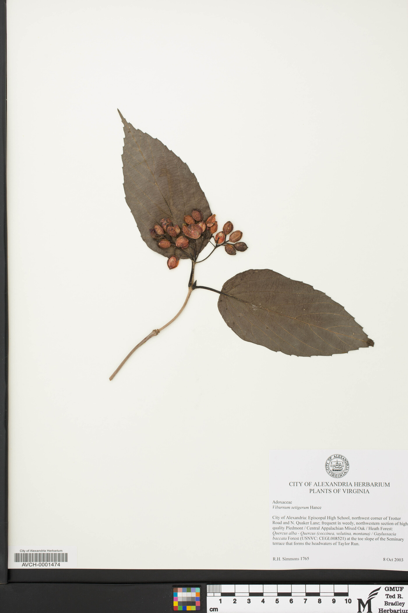 Viburnum setigerum image