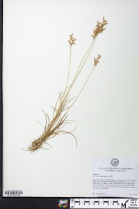 Juncus secundus image