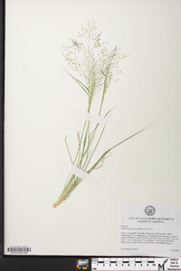 Eragrostis pilosa image