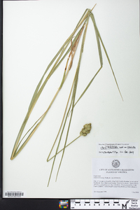 Carex tribuloides var. tribuloides image