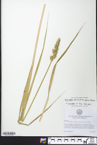 Carex stipata var. maxima image