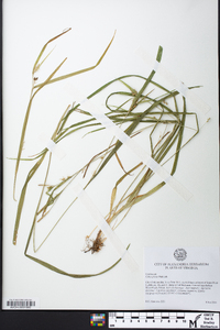 Carex grisea image