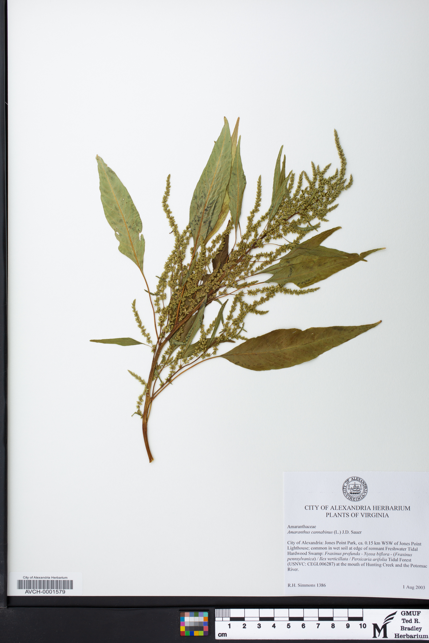 Amaranthus cannabinus image