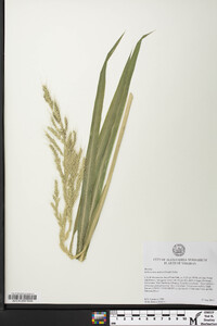 Echinochloa walteri image