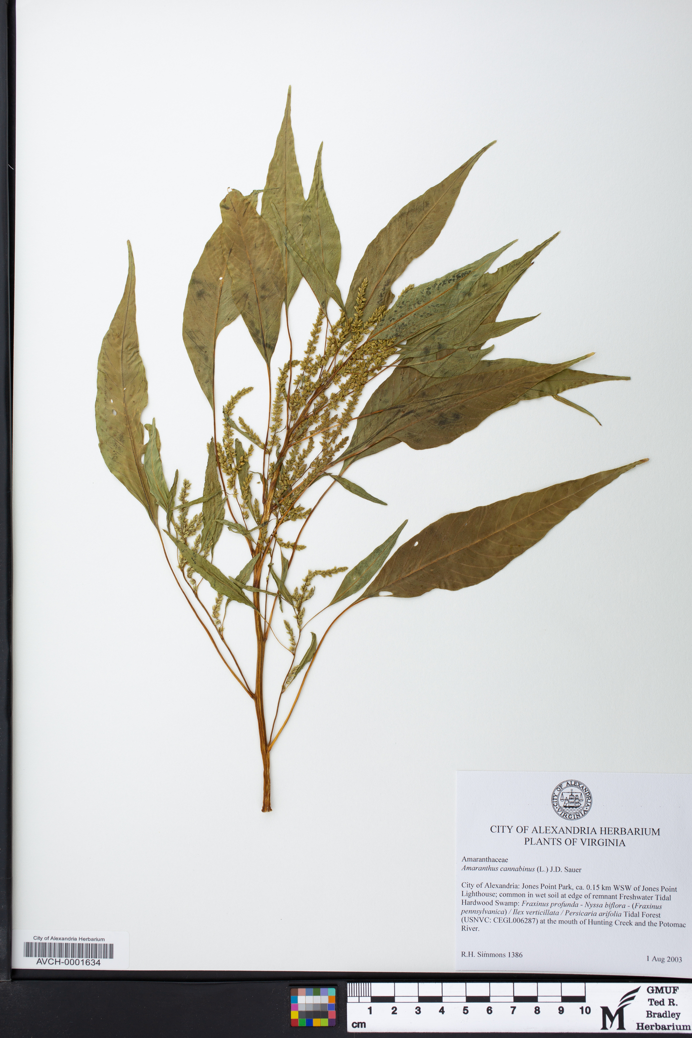 Amaranthus cannabinus image