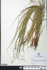 Carex hirta image