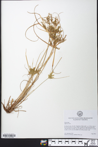 Cyperus iria image