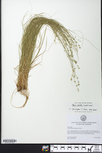 Carex radiata image