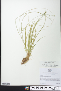 Carex seorsa image