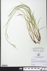 Carex debilis var. debilis image