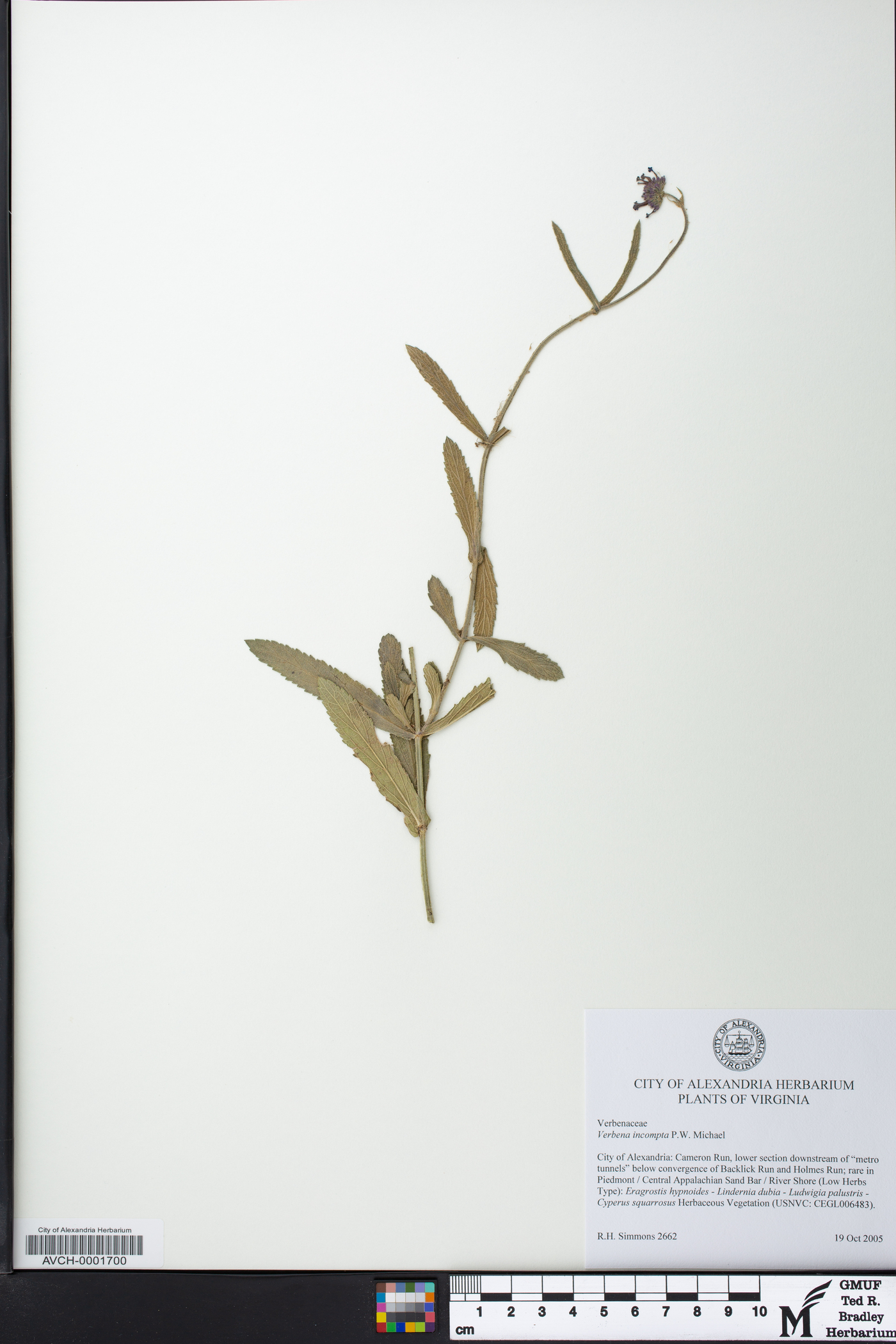 Verbena bonariensis var. bonariensis image