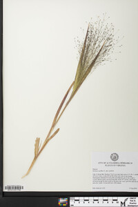 Panicum capillare subsp. capillare image