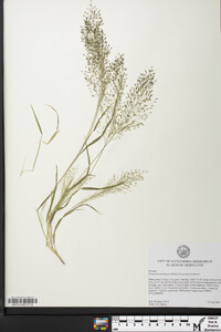 Eragrostis pectinacea var. pectinacea image