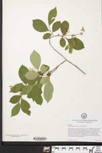 Lyonia ligustrina var. ligustrina image