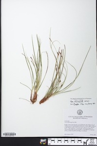 Carex nigromarginata image