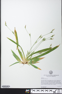 Carex platyphylla image