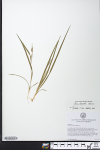 Carex abscondita image