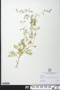 Lepidium didymum image