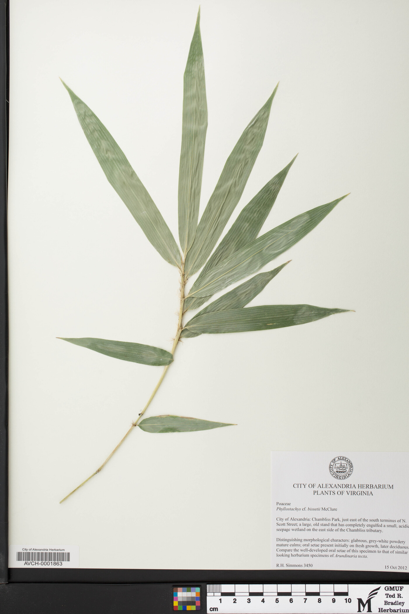 Phyllostachys bissetii image