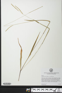 Paspalum setaceum var. muhlenbergii image