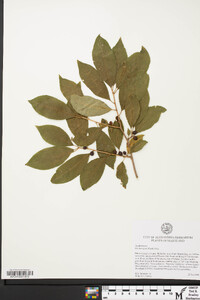 Ilex laevigata image