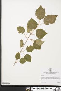 Viburnum dentatum var. lucidum image