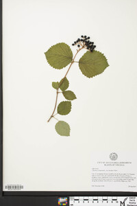 Viburnum dentatum var. lucidum image