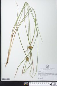 Carex bullata image