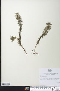 Myriophyllum spicatum image