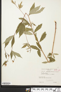 Gillenia trifoliata image