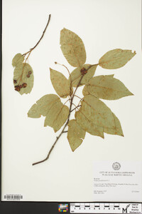 Prunus pensylvanica image