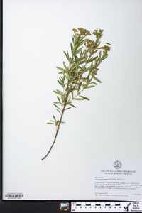 Hypericum densiflorum var. densiflorum image