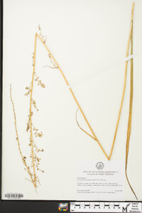 Stenanthium gramineum image