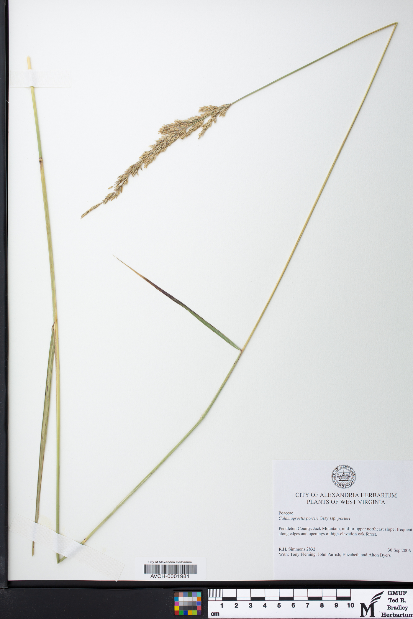 Calamagrostis porteri image