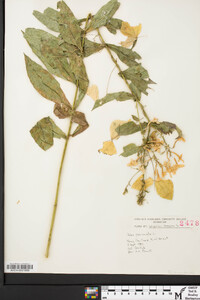 Phlox paniculata image