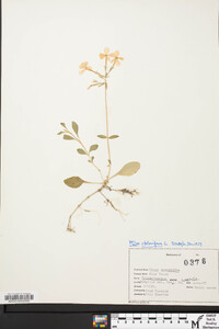 Phlox stolonifera image