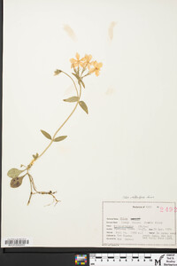 Phlox stolonifera image