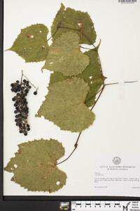 Vitis vulpina image