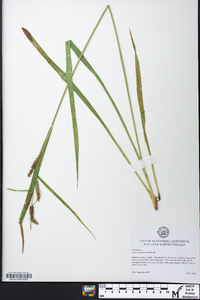 Carex scabrata image