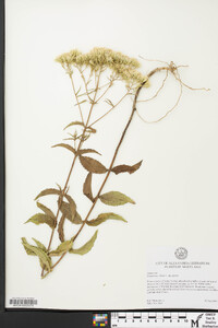 Eupatorium album var. album image