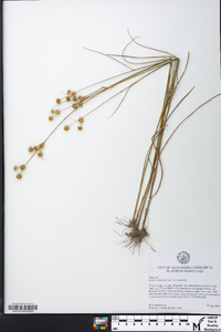 Juncus scirpoides var. scirpoides image