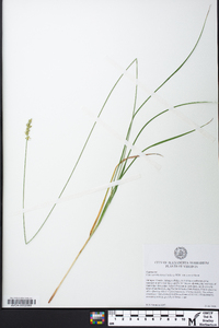 Carex muehlenbergii var. enervis image