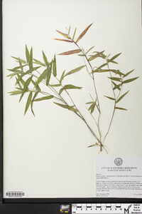 Dichanthelium commutatum subsp. ashei image